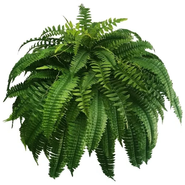 Ferigă Decorativă Artificială – Aspect Realist și Durată Lungă