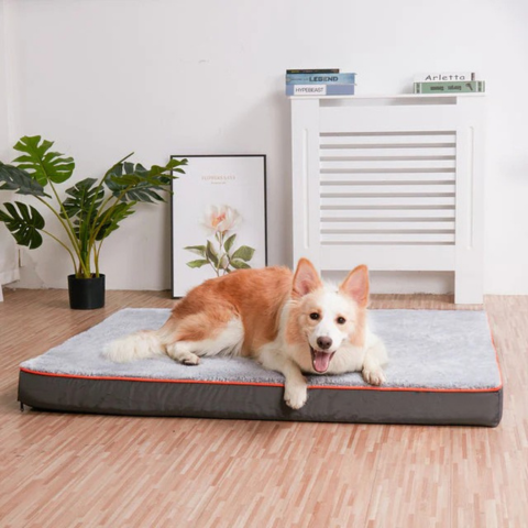 Bed Voor Grote Honden – Comfort En Aangepaste Ruimte 