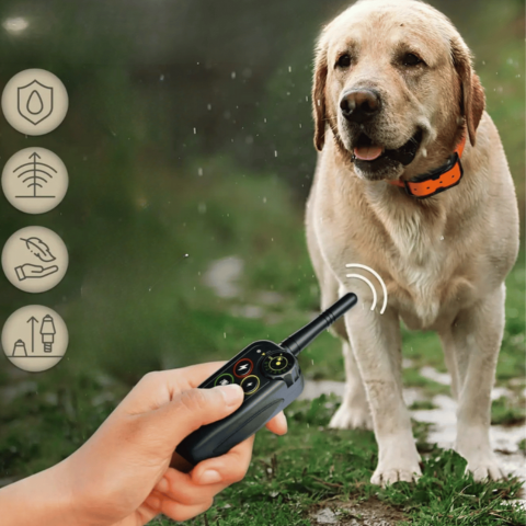 Collier De Dressage À Distance – Précision Et Portée Optimale