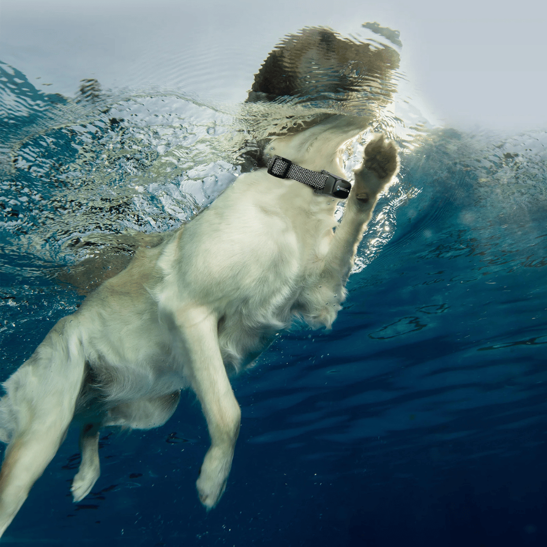 Collier De Dressage Pour Chien – Télécommande LED Et Portée 1000 m