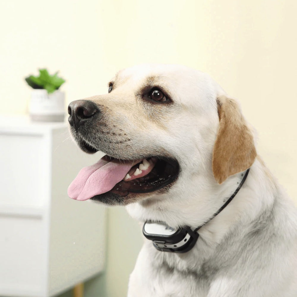 Drahtloses Hundezaunsystem mit Trainingshalsband - Völlige Sicherheit Und Kontrollierte Freiheit